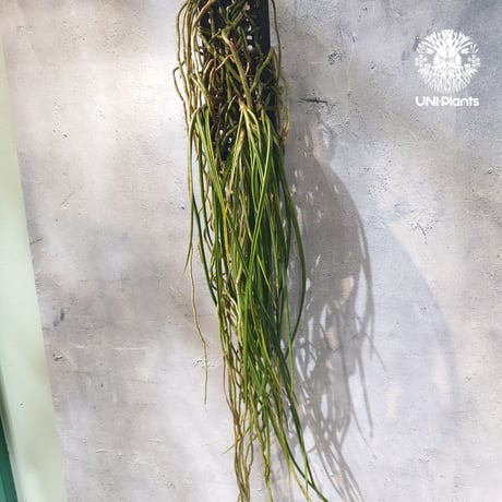 【タイ直輸入・着生ラン】Seidenfadenia mitrata ' pink ' |  セイデンファデニア ミトラタ pink｜Orchid｜着生ラン｜着生蘭
