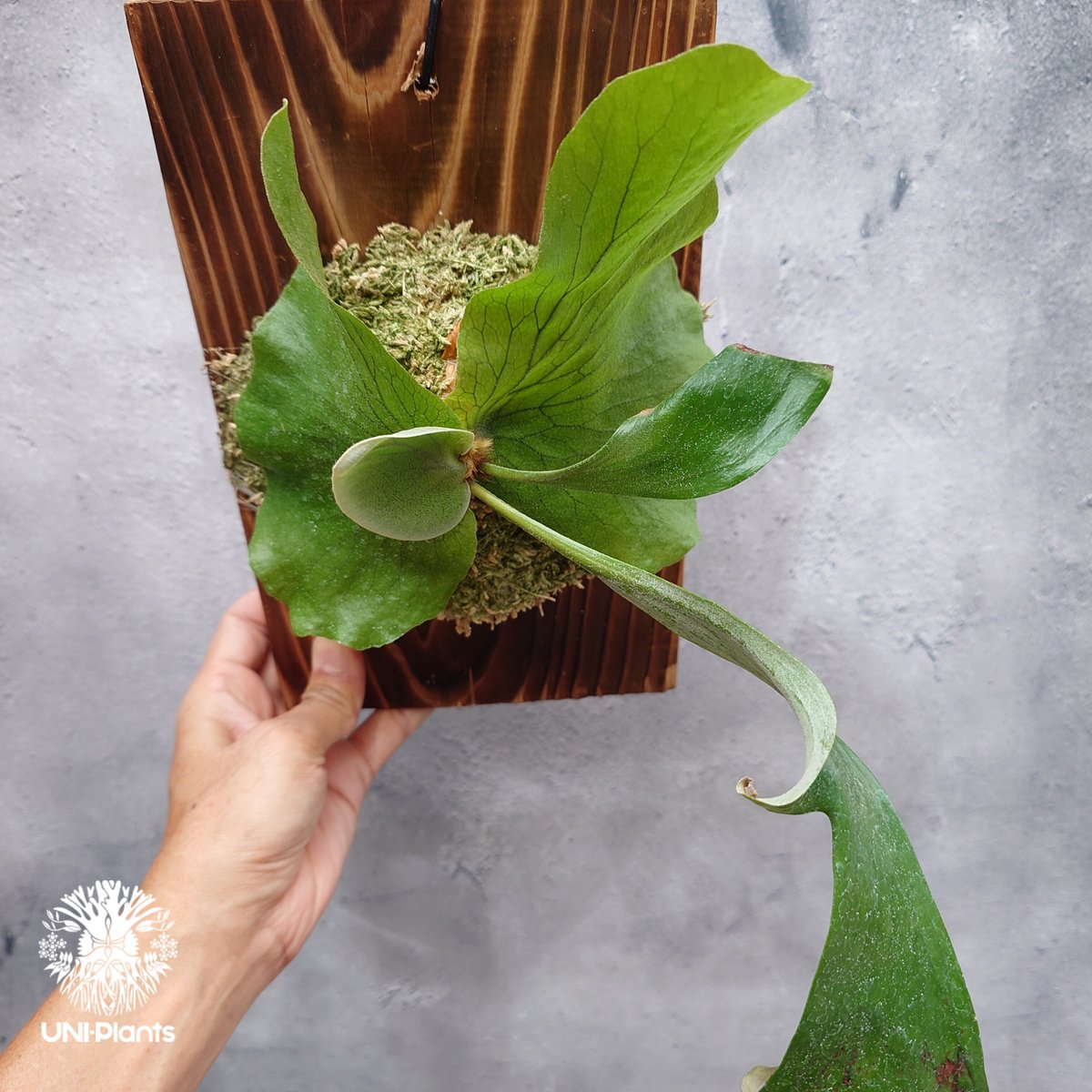 P. Stemaria 観葉植物　中株サイズACO品 PLANCHU 観葉植物 プラティケリウム ステマリア 6号吊り鉢 育て方説明