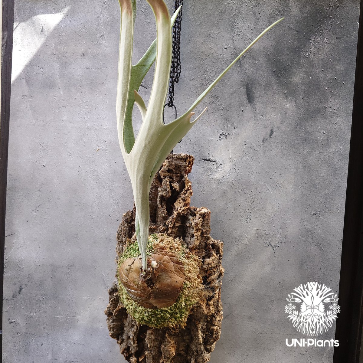 ビカクシダ ベイチー シルバーフロンド Patycerium veitchii cv