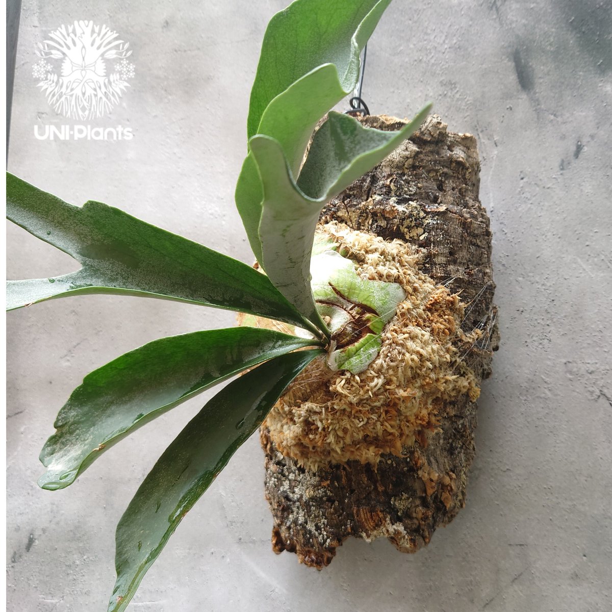 初入荷!ビカクシダ ベイチー シルバーフロンド Patycerium veitchii cv