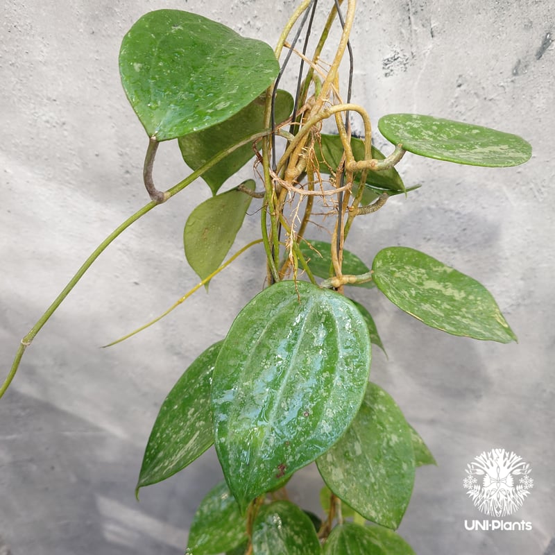 Hoya latifolia Snow Queen（L） ホヤ ラティフォリア スノー クイー