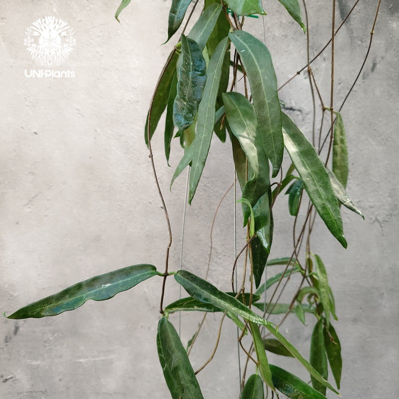 Hoya Hypolasia ホヤ ヒポラシア ホヤ植物 ホヤの花 希少な植物 Hoyapla