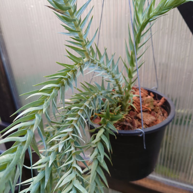 フペルジア グリーンゴエベリ Huperzia green goebelii 観葉植物