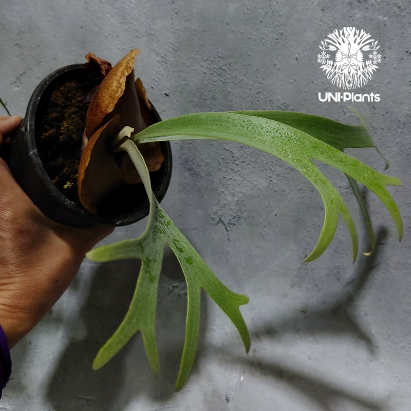 Platycerium Jib Jib (pup)(P. willinckii x P. b