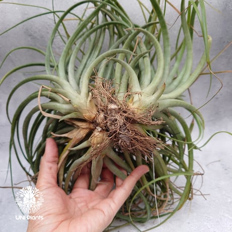 Tillandsia brachycaulos x concolor チランジア・ブラキカウロス×コンコロール Tillandsia  エアープランツ エアプランツ ティランジア