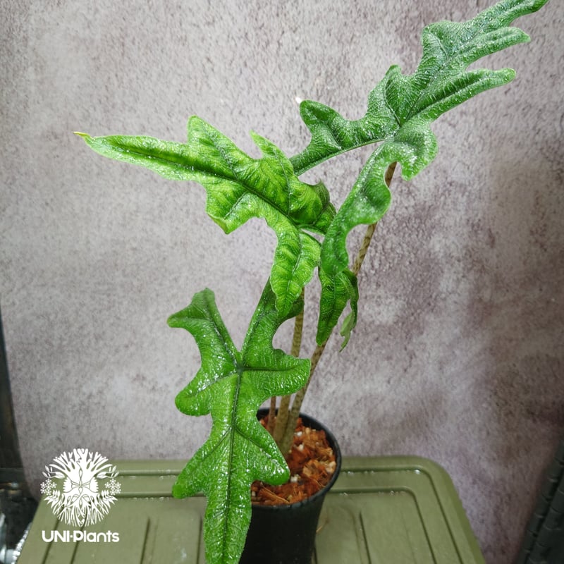 Alocasia jacklyn アロカシア ジャクリン アロカシアジャック Alocasia jacklyn アロカシア ジャクリン アロカシアジャック