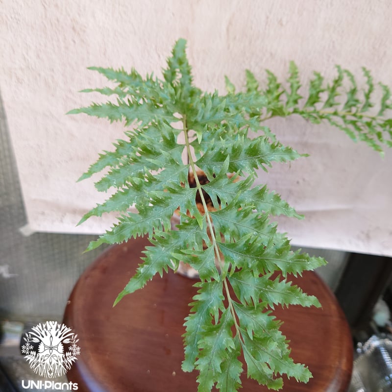 Drynaria rigidula `whitei ドリナリア·リギデュラ'ホワイティ' 観