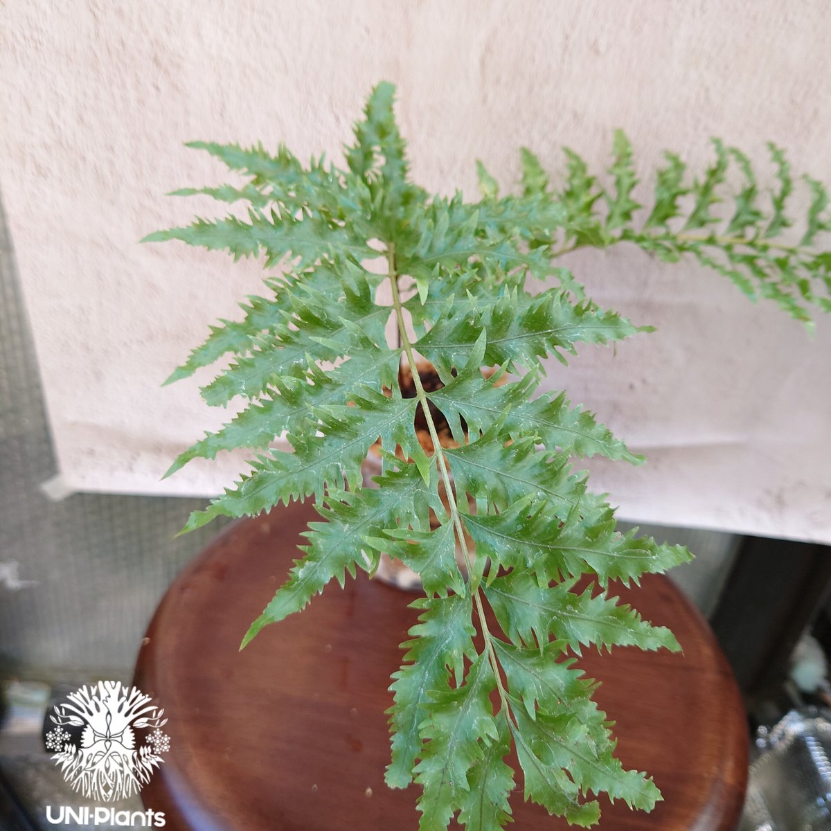 Drynaria rigidula `whitei ドリナリア·リギデュラ'ホワイティ