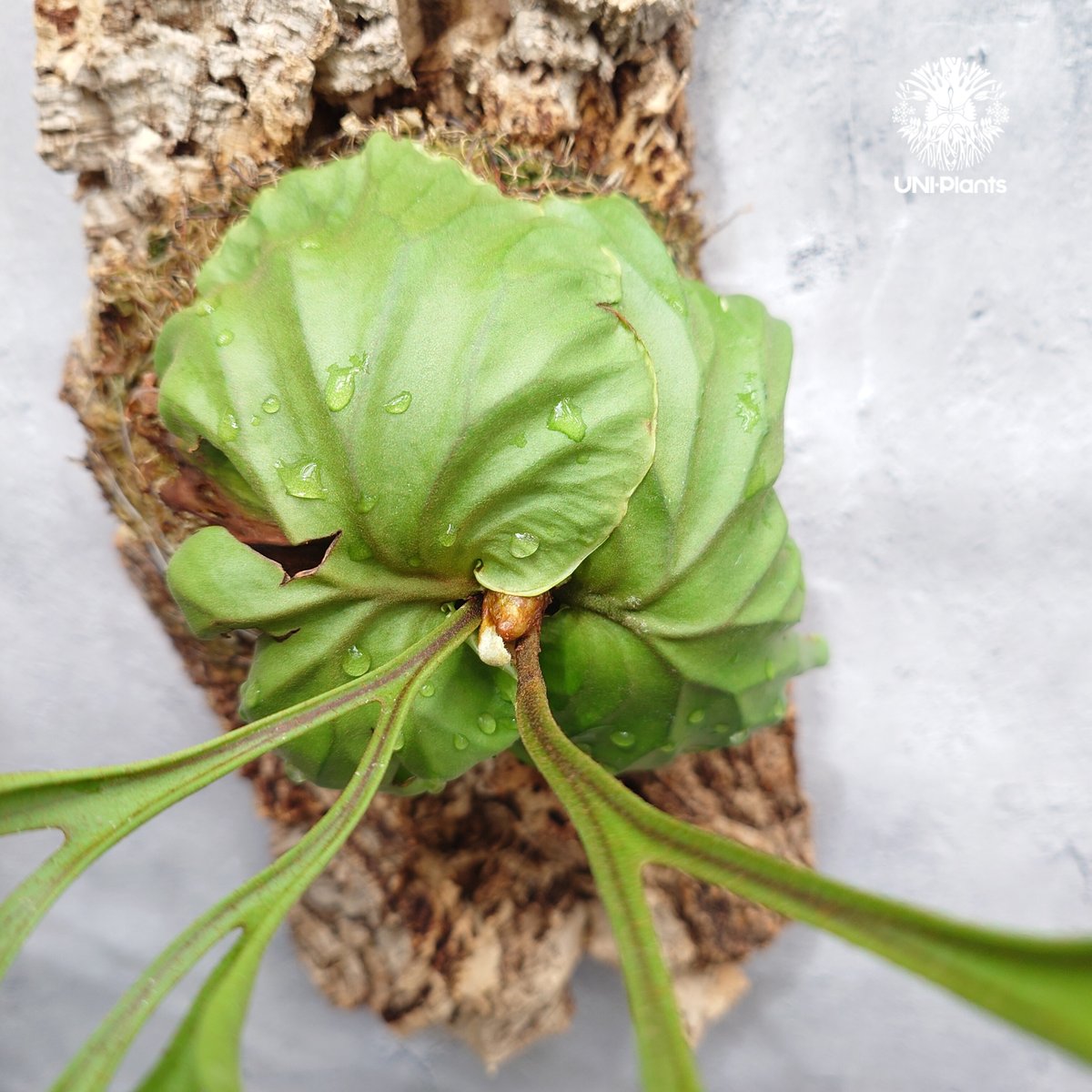 ビカクシダ　リドレイ　パカラン(P.ridleyi Pakarang )　5株 Platycerium ridleyi Pakarang ビカクシダ リドレイ パカラン