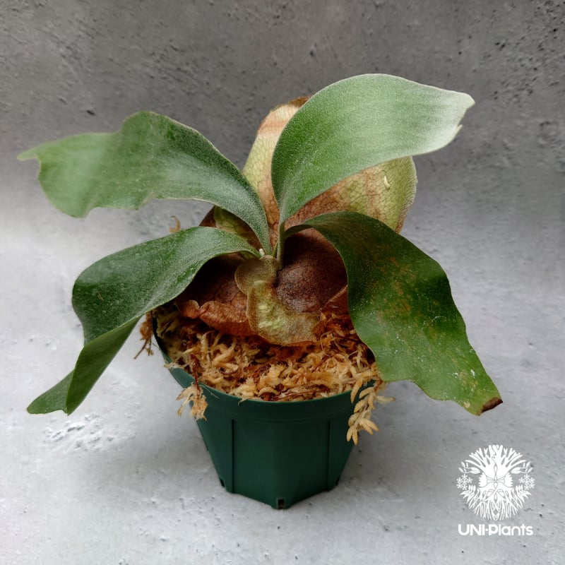 Platycerium Foong siqi + Platycerium Blue Monke