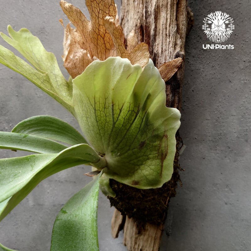 ビカクシダ ウィリンキーcv.バリ Platycerium willinckii cv.Bal