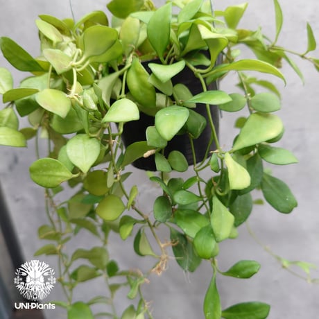【タイ直輸入】ホヤ ヘウスケリアナ ピンク｜珍品・着生植物・つる性植物｜Hoya Heuschkeliana pink