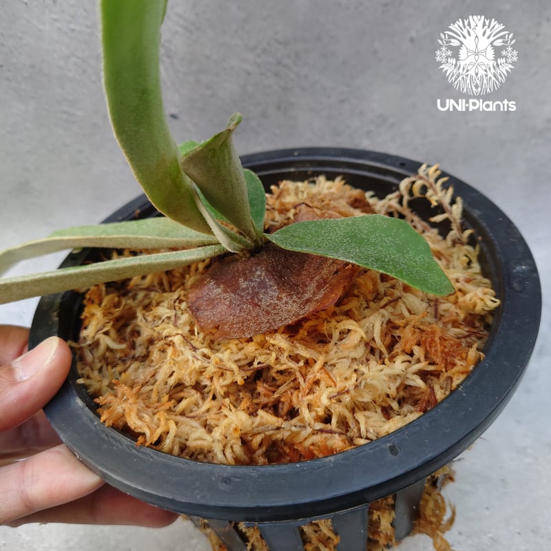 Platycerium willinckii dwarf tatsuta × Platycer