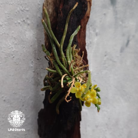 Chiloschista parishii `Nakornpanom` キロスキスタ パリシー `ナコンパノム` 着生植物 珍しい 着生蘭 着生ラン 無葉蘭 珍奇植物 インテリア植物 ハンキング植物