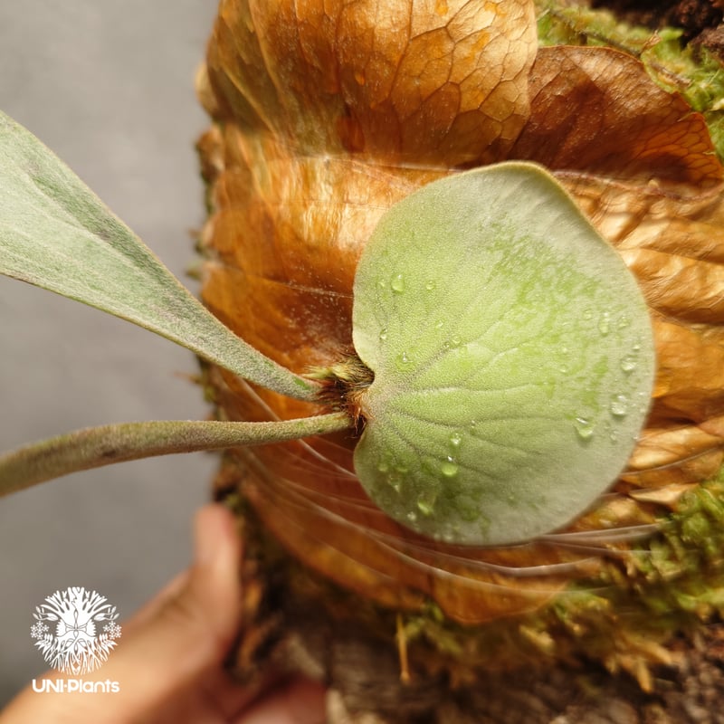 Platycerium diversifolium X elephantotis ビカクシダ