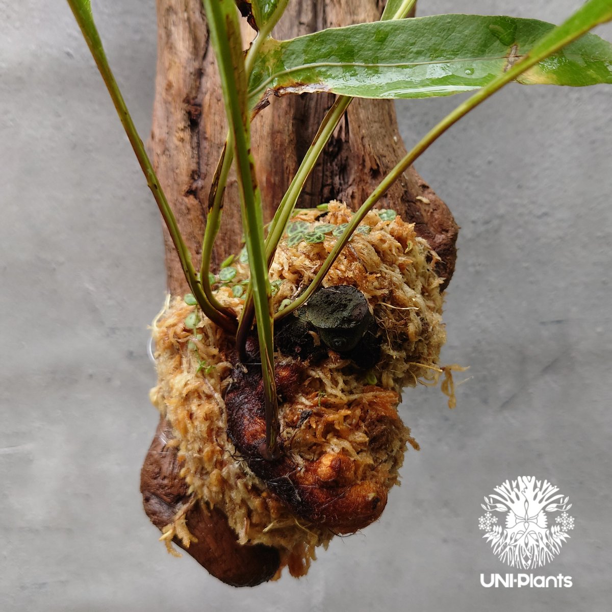 Drynaria quercifolia variegata ドリナリア クエルシフォリア バ