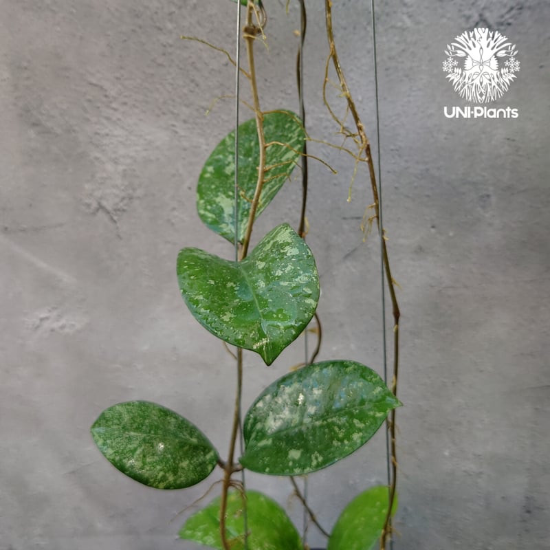 Hoya Michelle splash ホヤ ミッシェル スプラッシュ ホヤ植物 斑入り H