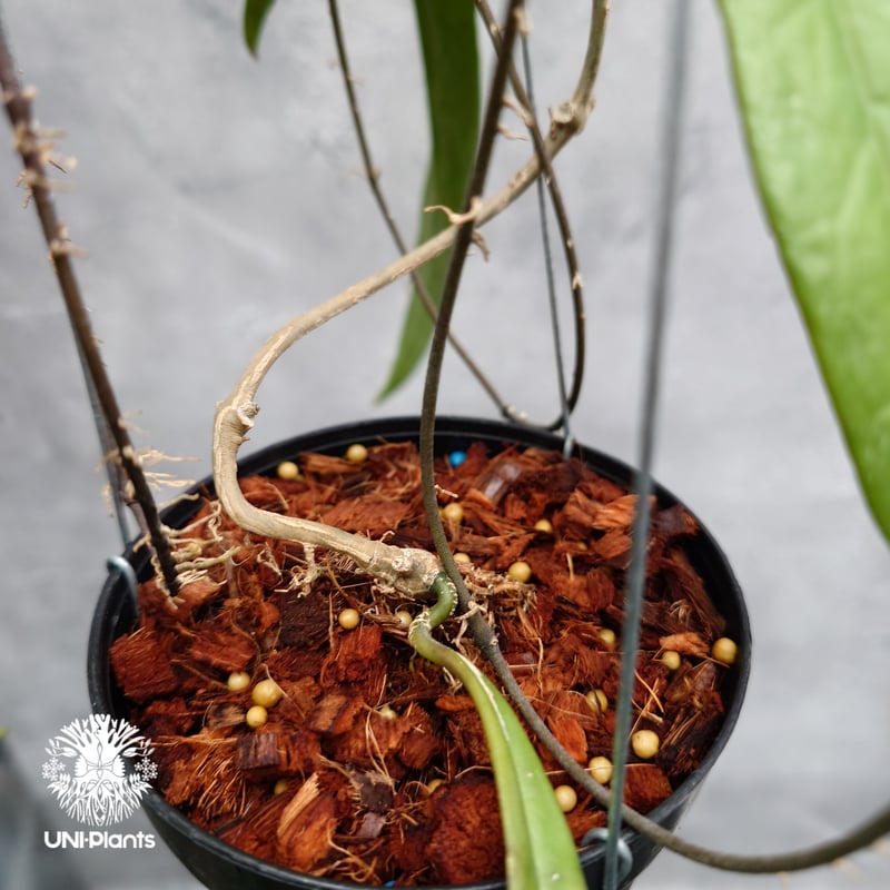 Hoya Sulawesiana ホヤ スラウェシアナ ホヤ植物 Hoya plants 珍し
