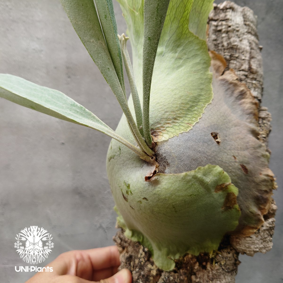 ビカクシダ ビフルカツム Platycerium bifurcatum コウモリラン