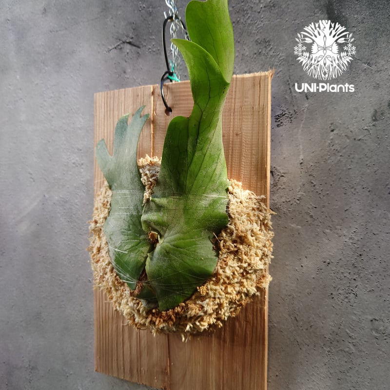 初入荷! ビカクシダ ホルタミー Platycerium holttumii コウモリ