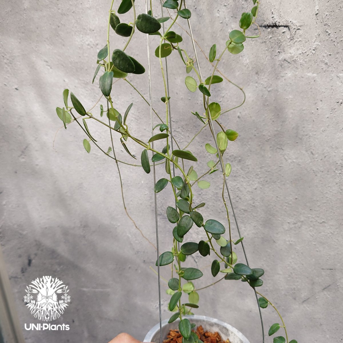 限定1株入荷 Hoya Pulleana ホヤプレナ ホヤ植物 ホヤの花 Hoya plant