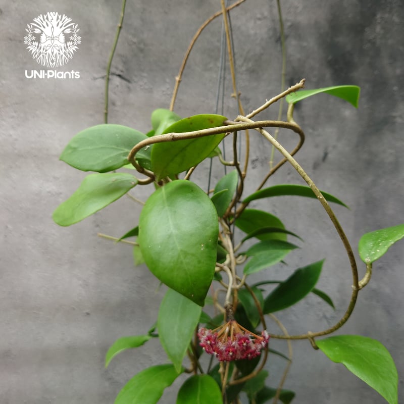 ホヤ　ミンドレンシス 開花中 希少! Hoya mindorensis superba ホヤミンドレンシス