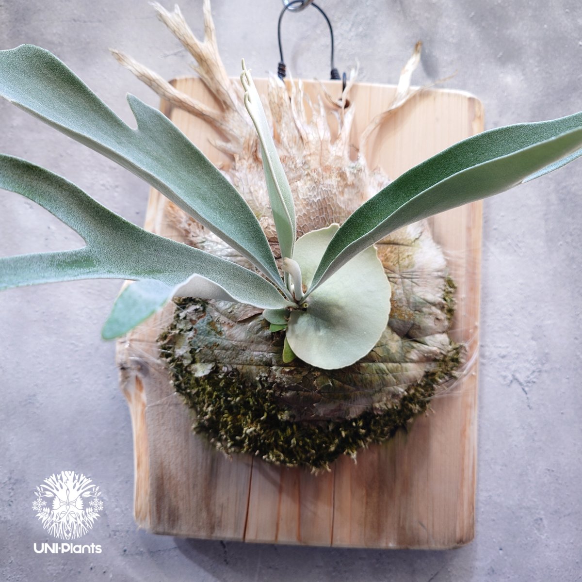 ビカクシダ ベイチー AR 子株 27 ビカクシダ ベイチー(子株) Platycerium veitchii(pup) コウモリラン