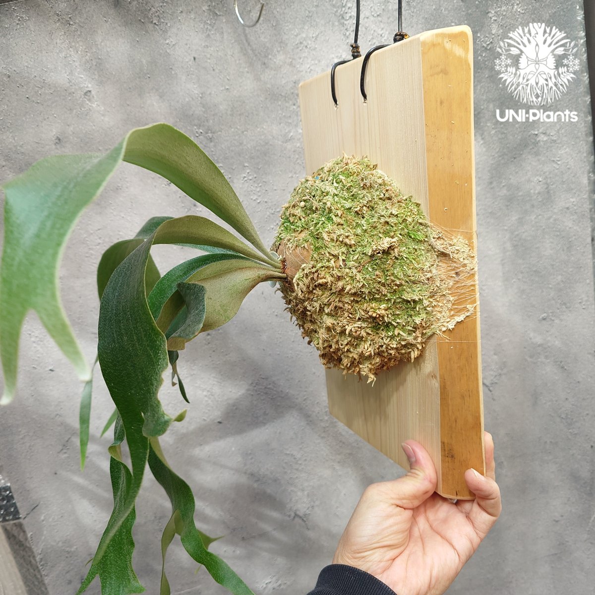 Platycerium Nam Mao(pup) ビカクシダ ナーム マオ(子株) ビカクシダ