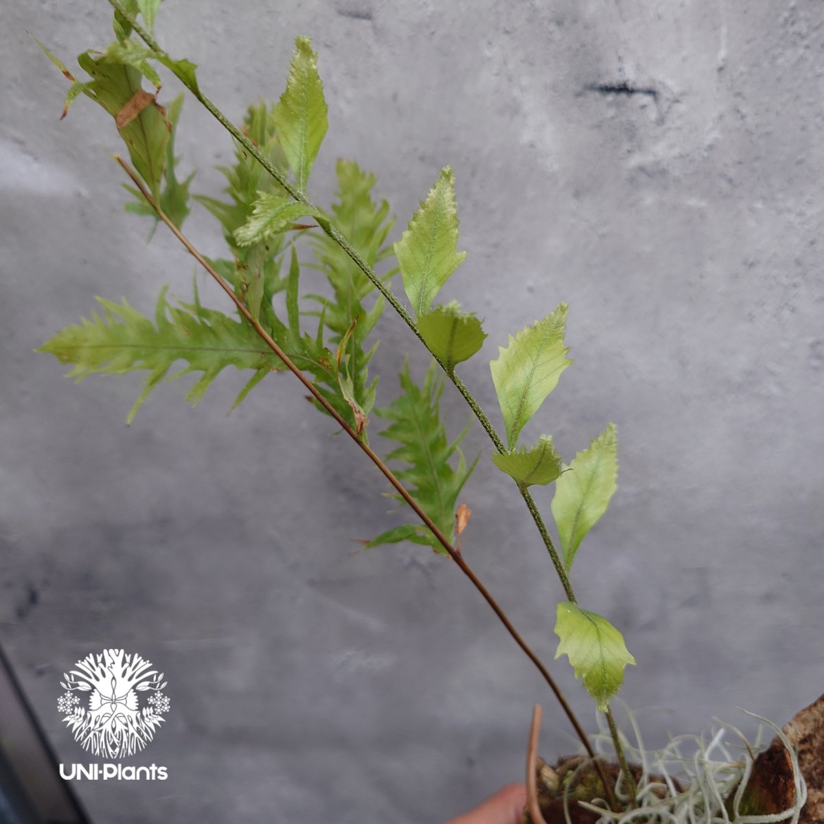 Drynaria rigidula `whitei ドリナリア·リギデュラ'ホワイティ' 流木