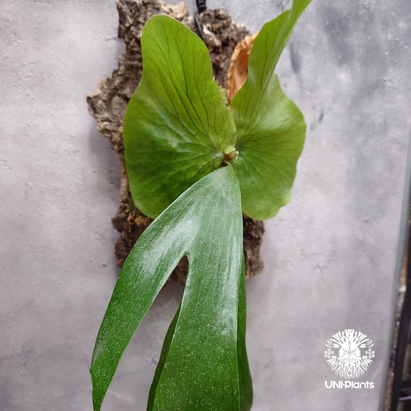 ビカクシダ ステマリア Platycerium stemaria ビカクシダ原種 シダ植物