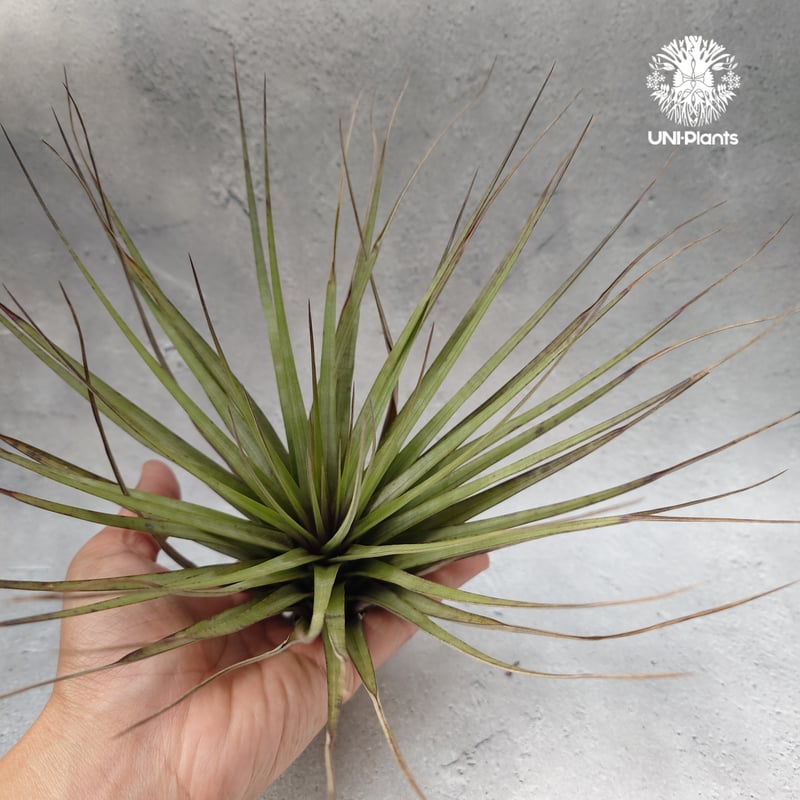 Tillandsia Fasciculata × V. venosispica (M) チラン