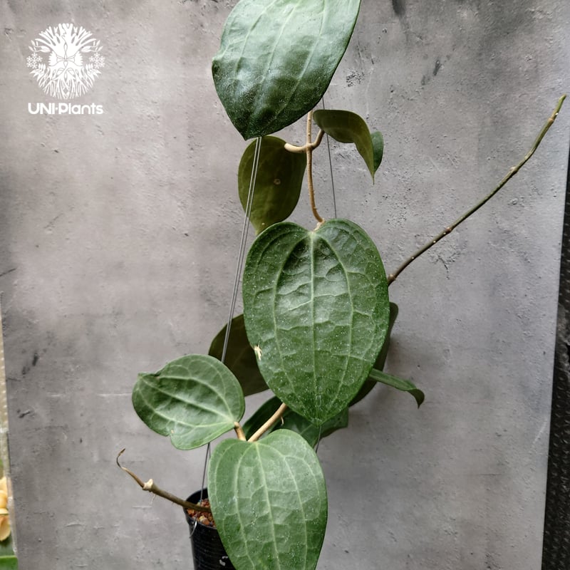 Hoya Latiforia ホヤ ラティフォリア 大ぶり!! ホヤ 植物 ホヤの花