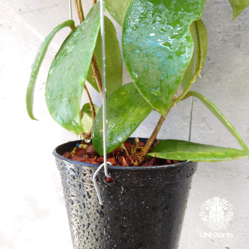 ホヤ アルドリッチ Hoya aldrichii ホヤ植物 サクララン Hoyaplants