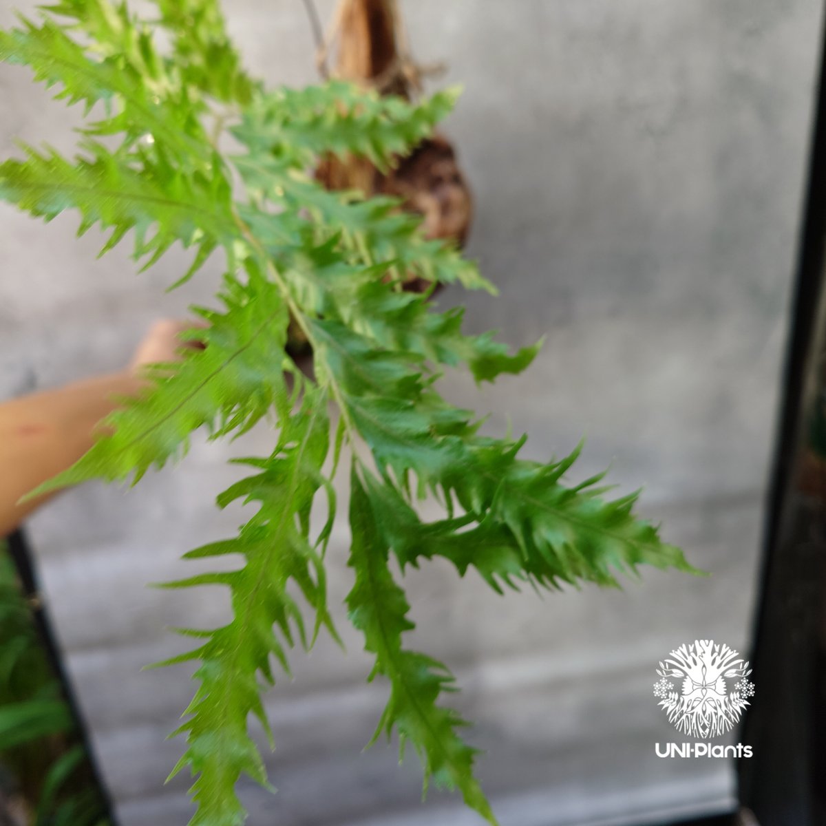 ★ ドリナリア リギデュラ ホワイティ ★ C Drynaria rigidula `whitei ドリナリア·リギデュラ'ホワイティ' 流木