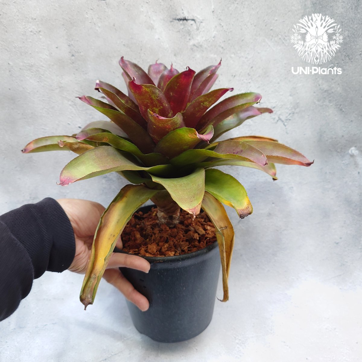 Neoregelia J.S.Red compact ネオレゲリア Neoregelia ブロ