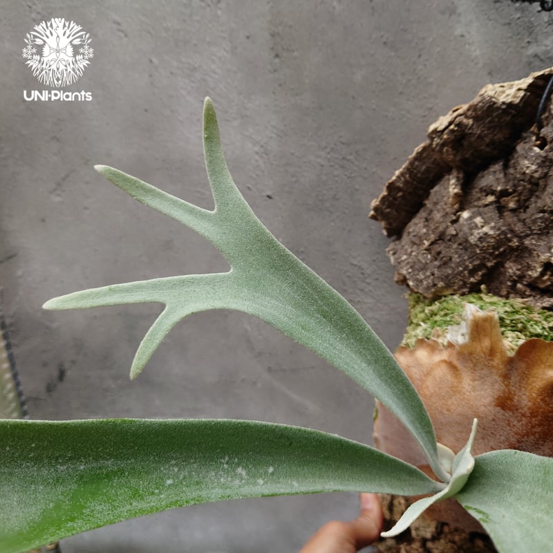 ビカクシダ ピューチャン 初入荷! ビカクシダ ピューチャン Platycerium pewchan コウモリ