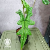Alocasia jacklyn アロカシア ジャクリン アロカシアジャックリン 観葉植物 珍奇植物  希少 珍しい インテリア植物 アロイド