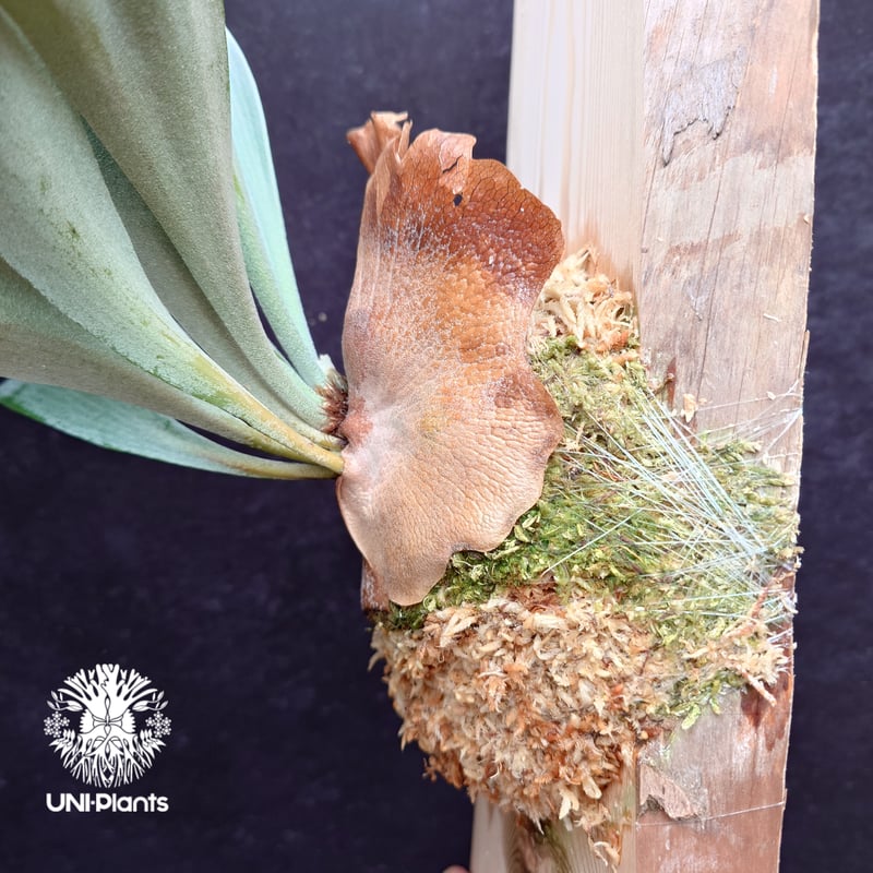 Platycerium White Wing sporeling (P.veitchii x