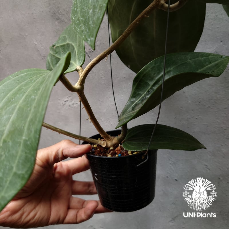 Hoya Latiforia ホヤ ラティフォリア 大ぶり!! ホヤ 植物 ホヤの花