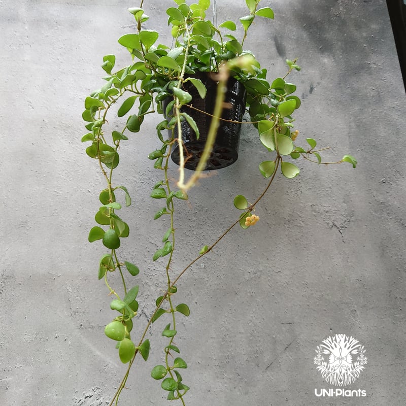 なおなおさん専用0505 ＊ホヤ ＊ Hoya ＊ peninsularis ホヤ サクララン ヘウスケリアナ イエロー Hoya heuschkeliana yellow