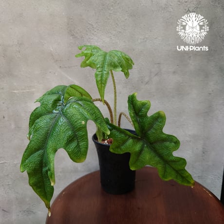 希少 アロカシア ジャックリン オーレア 希少 アロカシア ジャックリン オーレア 希少 アロカシア