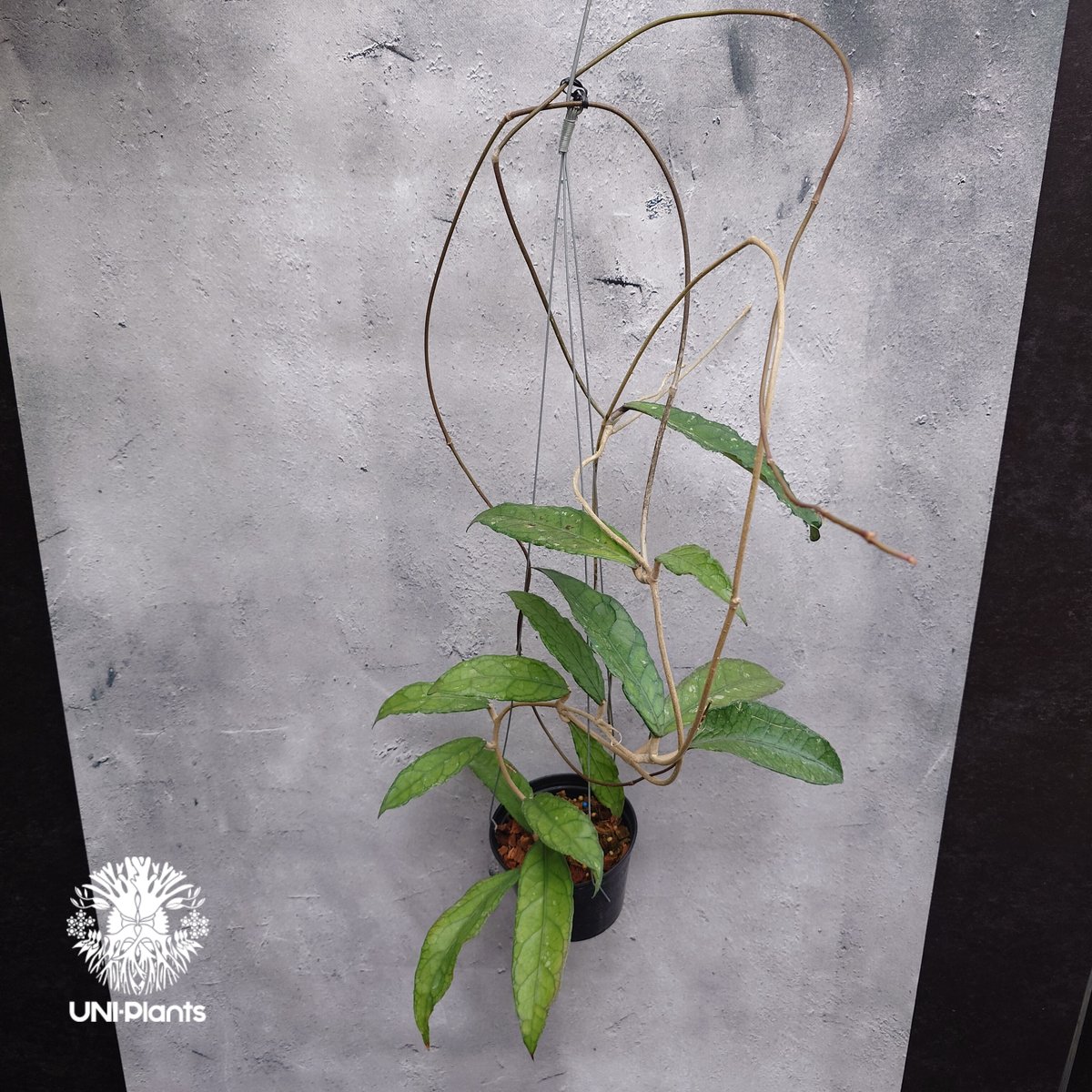 Hoya Aceh (NAP 01) ホヤ 希少 ホヤ植物 ホヤの花 珍しい 希少なホヤ