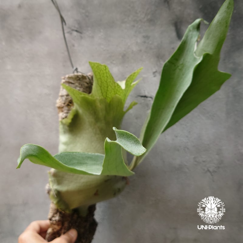ビカクシダ ビフルカツム Platycerium bifurcatum コウモリラン