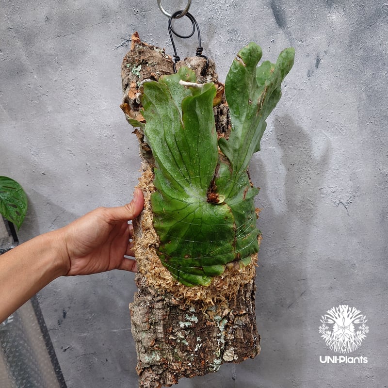 Platycerium grande ビカクシダ グランデ ビカクシダ原種 植物 シダ