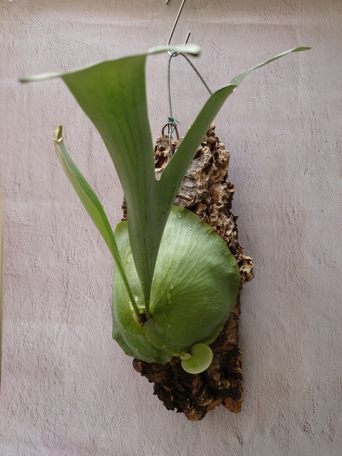 ビカクシダ スモールファーン platycerium small farn 子株付き!