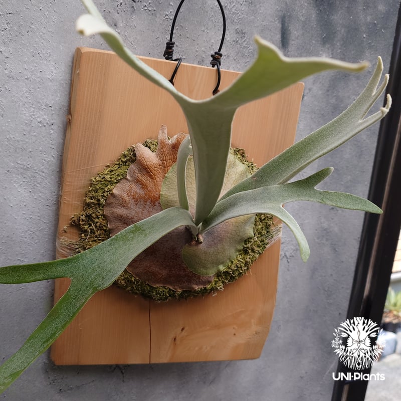 Patycerium veitchii wild ビカクシダ ベイチー ワイルド コウモリラン