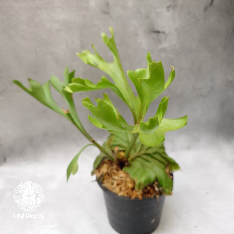 ビカクシダ リドレイ Platycerium Ridleyi コウモリラン ビカクシダ