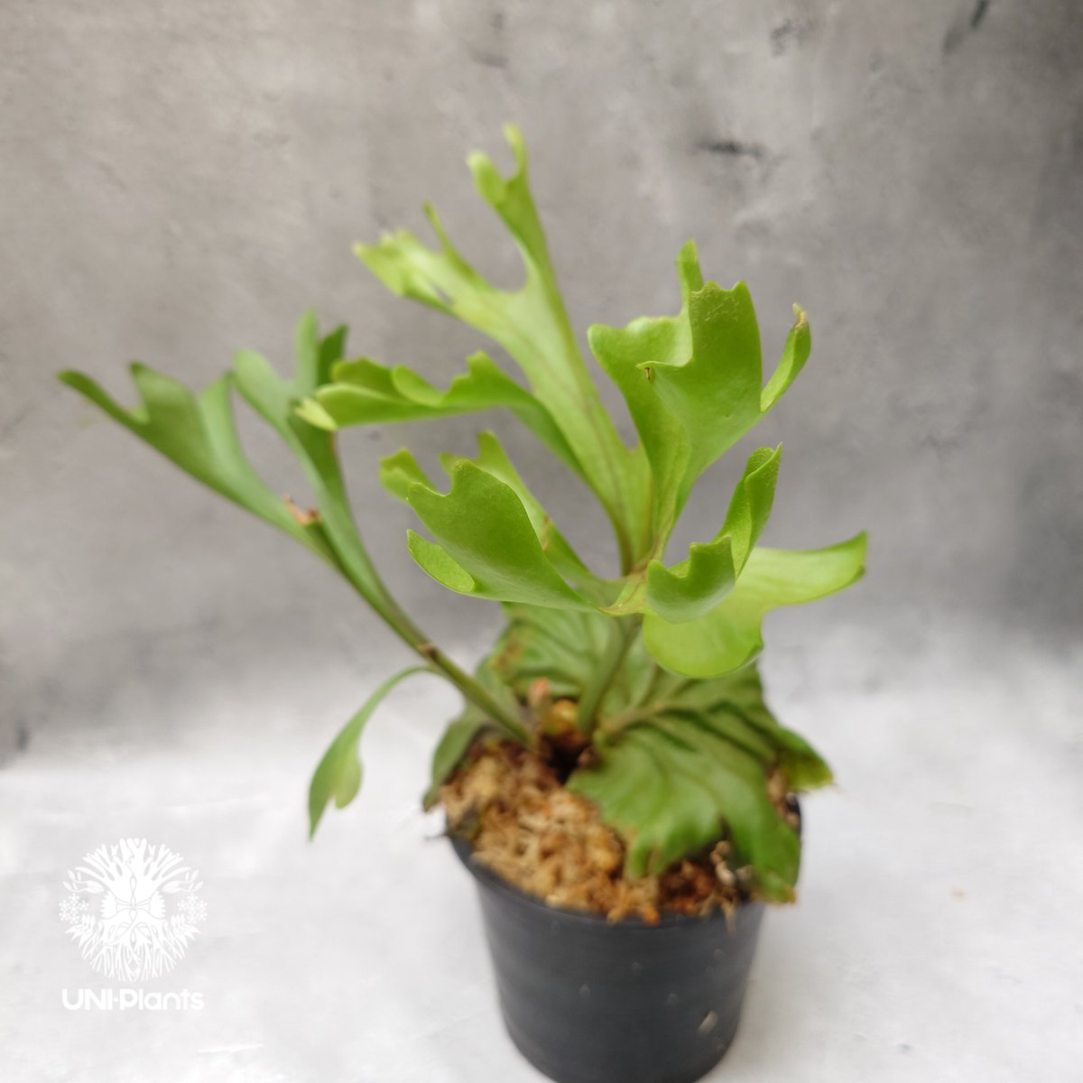 ビカクシダ リドレイ Platycerium Ridleyi コウモリラン ビカクシダ