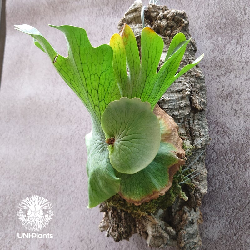 ビカクシダ ワンダエ Platycerium wandae コウモリラン