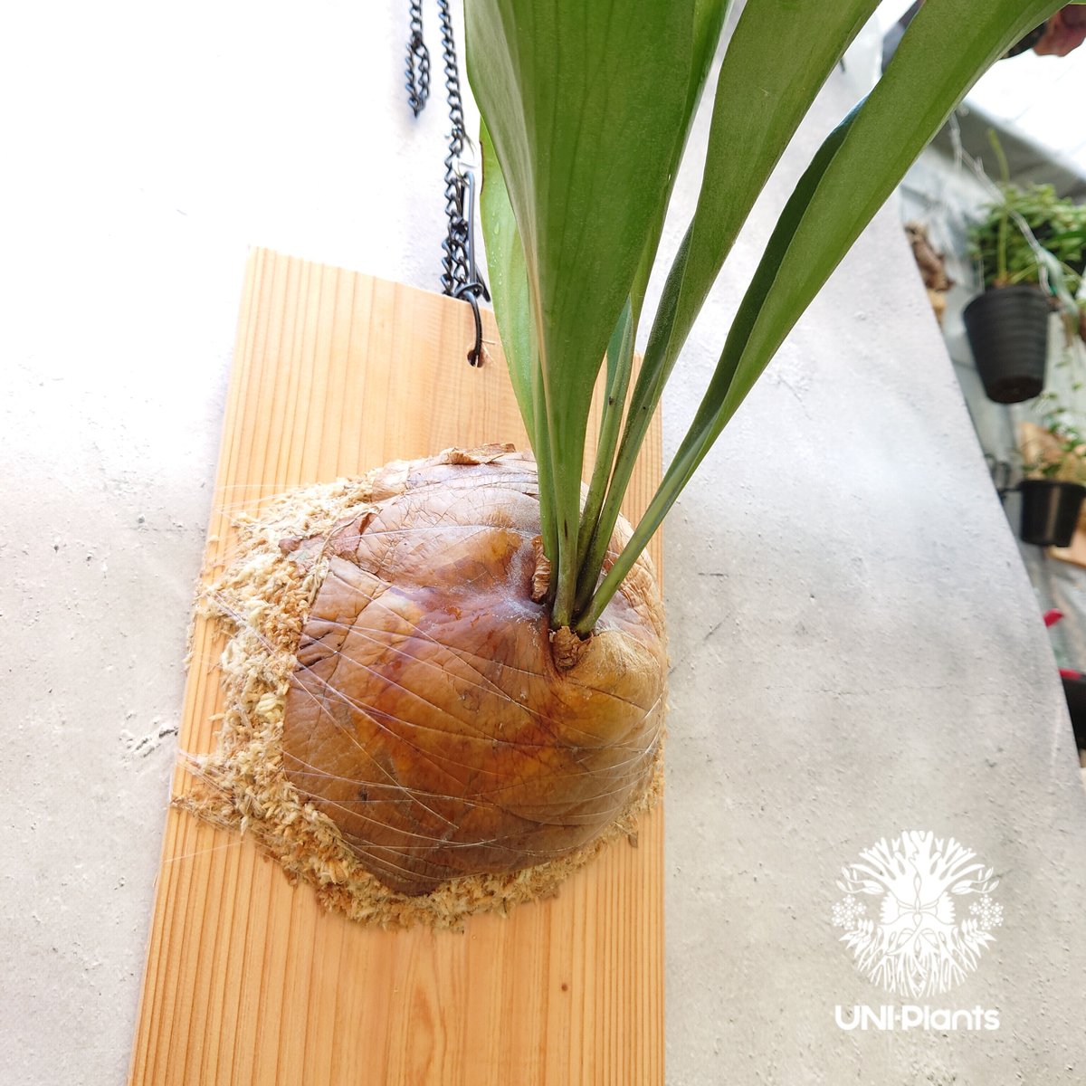 ビカクシダ　ヒリー　パナマ　P. hillii panama P. hillii Panama_ヒリー パナマ◇ ビカクシダ 【公式通販】